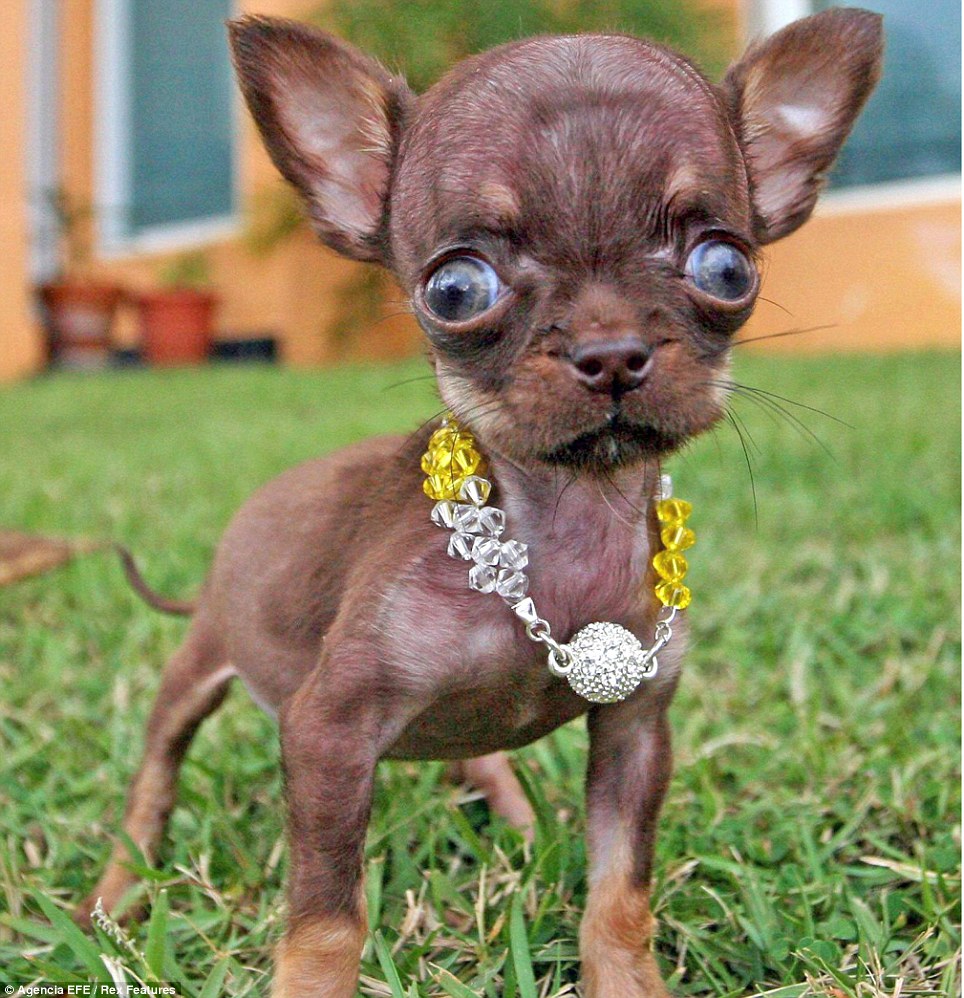 chihuahua-smallest-pup.jpg