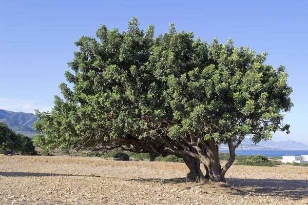 Native Carob tree..jpg