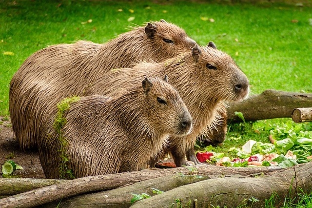 2capybaras-1-640x480.jpg