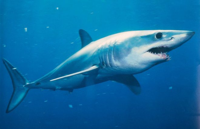 carib Mako shark.jpg