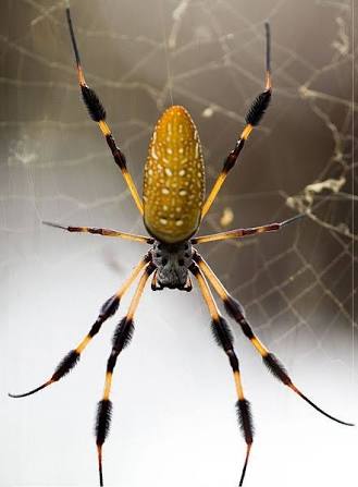 Golden Orb Weaver.jpg