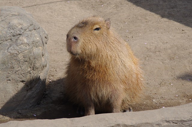 7capybara-1.jpg