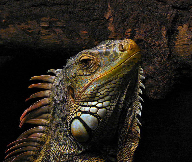 Houdin the guard iguana.jpg