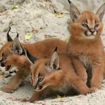 caracal-desert-lynx.jpg