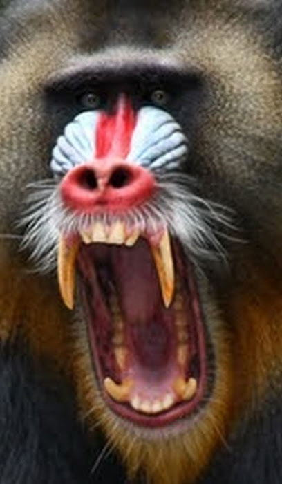 mandrill 2.jpg