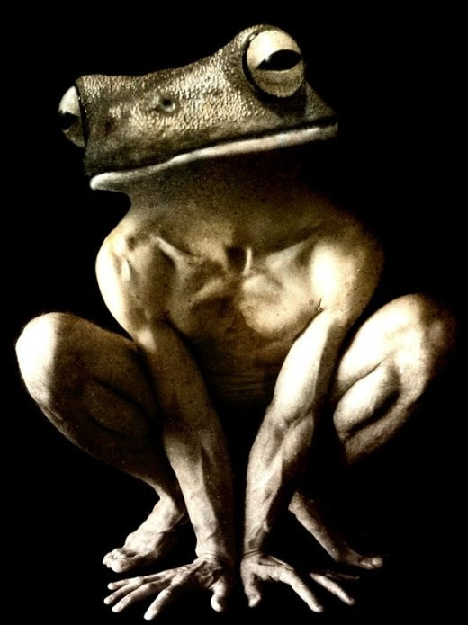 toad.jpg