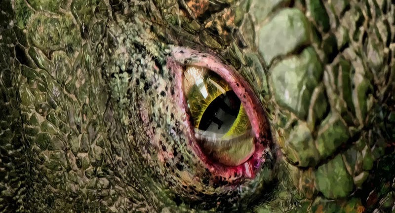 reptilian eye.jpg