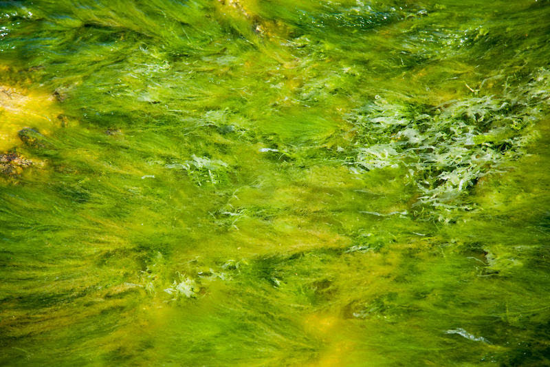 algae.jpg