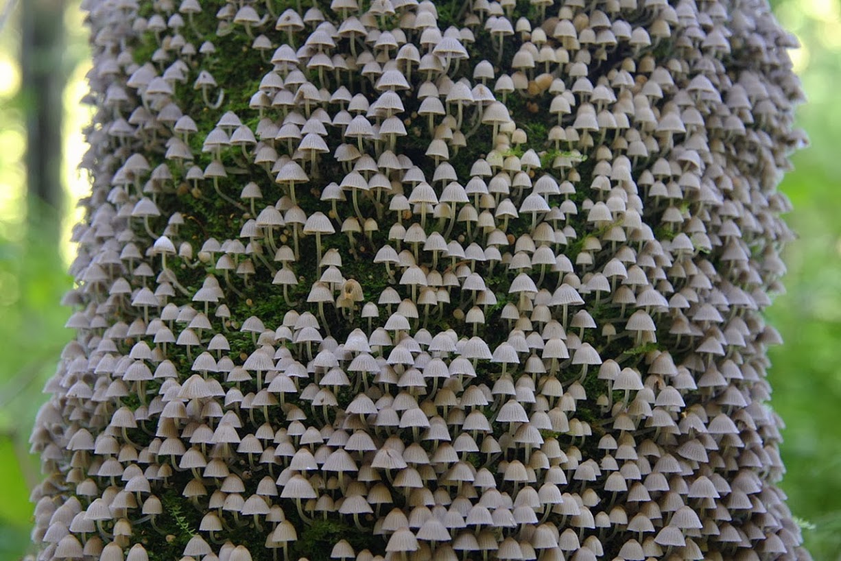 shroom tree.jpg