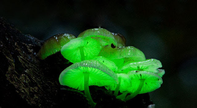 glowing-mushrooms.jpg