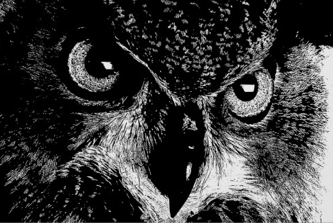 owl.jpg