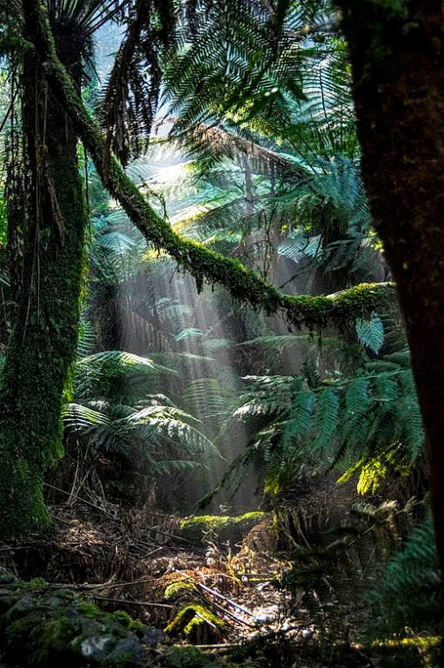 rain forest.jpg