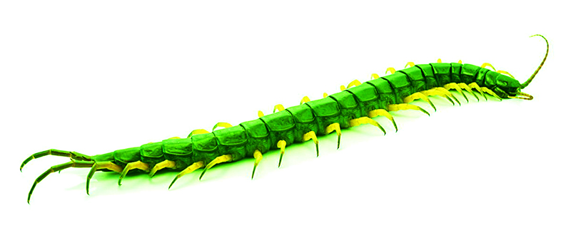 centipede 1.jpg