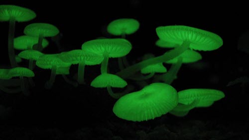 Glowing Mushroom Patches.jpg