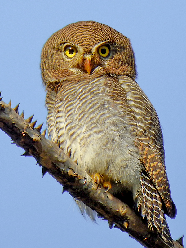 Jungle_owlet_(Glaucidium_radiatum)_Photograph_by_Shantanu_Kuveskar.jpg