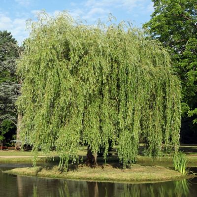 Willow trees in graveyard
