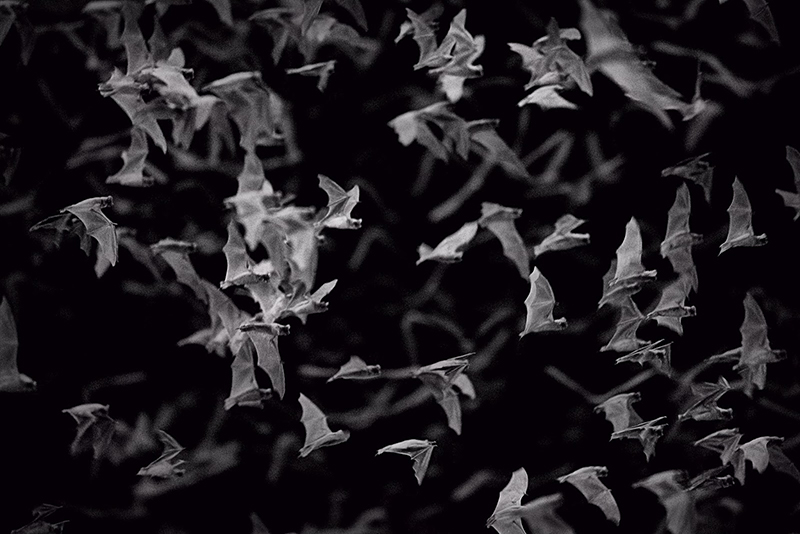Bat swarm.jpg