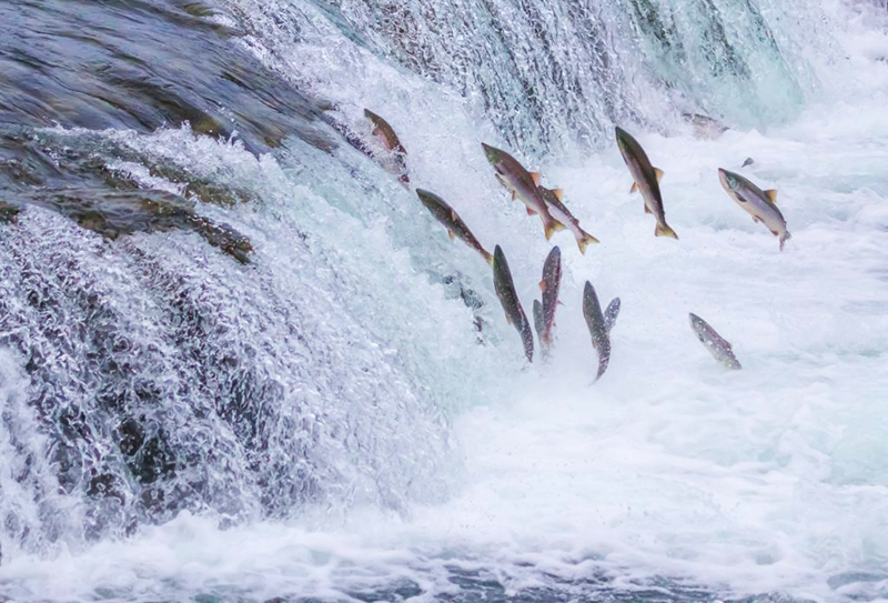 salmon run.jpg