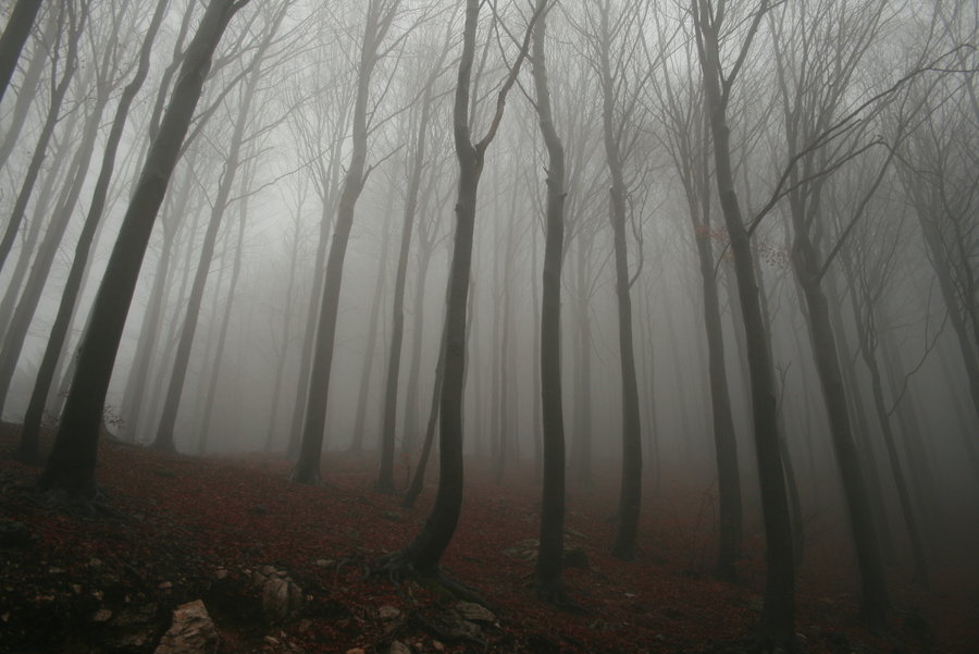 Haunted Woods 3.jpg