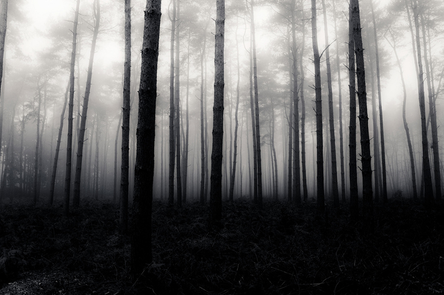 Haunted Woods 2.jpg
