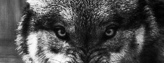 wolf watches.jpg