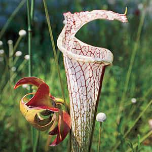 pitcher-plant-m.jpg