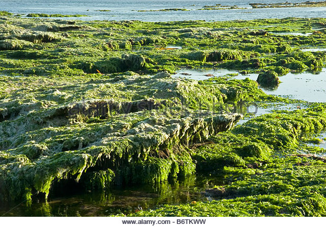 Cape Seaweed.jpg