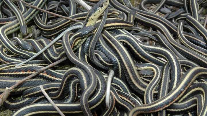 mating snakes.jpg