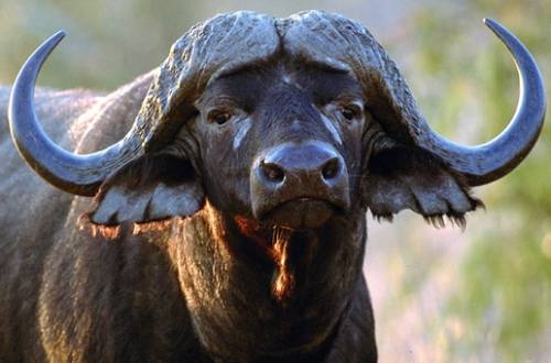 a buff buffalo below..jpg
