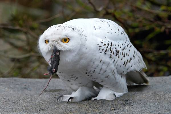 600-508585428-owl-eating-rat.jpg