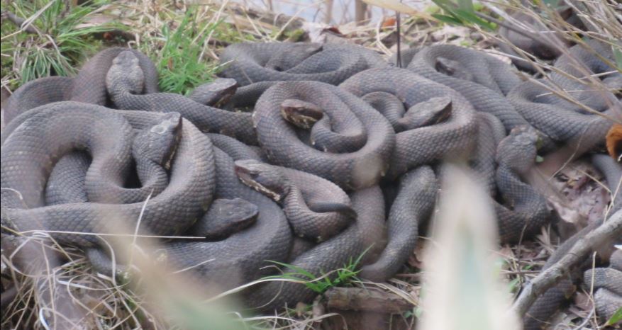 CottonMouth2.JPG