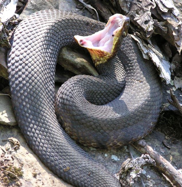 CottonMouth1.JPG