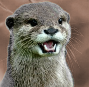Tarka.png