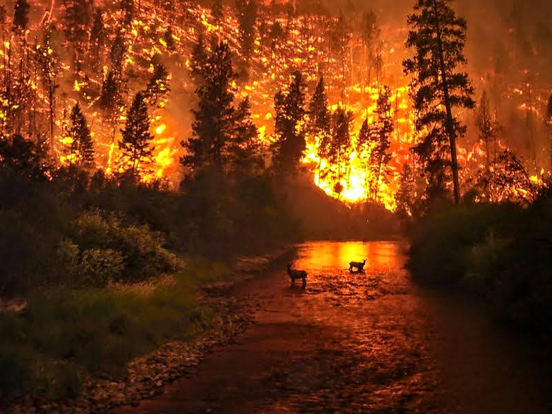 wild_fire.jpg