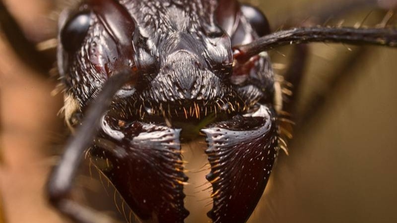mandibles.jpg