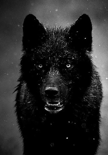 black wolf.jpg