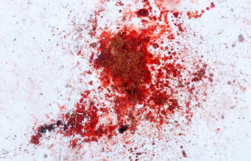 blood on snow.jpg