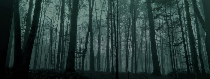 MistyForest.jpg