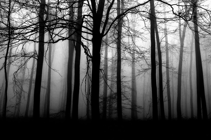 woods.jpg