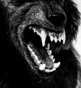 wolf.jpg