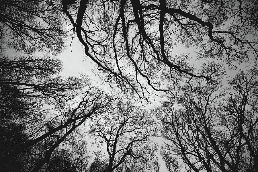 forest.jpg