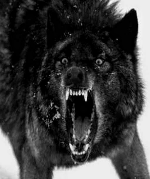 wolf.jpg