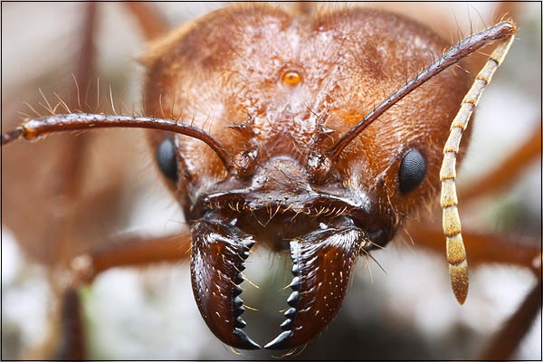 ant jaws.jpg