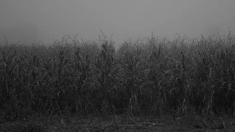 foggy field.jpg