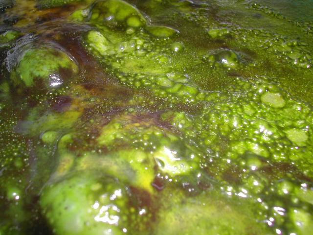 algae slime thing.jpg