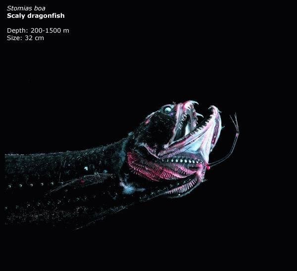 marina trench dragonfish.jpg