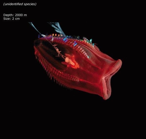 marina trench unknown species.jpg