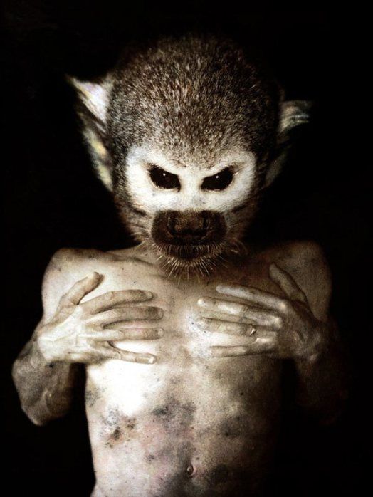 Monkey.jpg