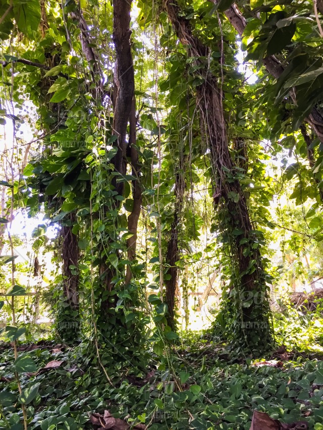 stock-photo-tree-green-plants-trees-jungle-50e3dbdc-dd69-4d05-9530-26a581757d4d.jpg