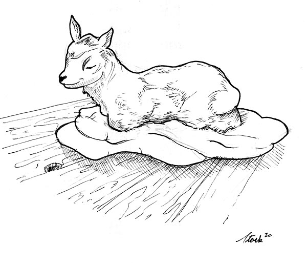 InfantGoat.jpg